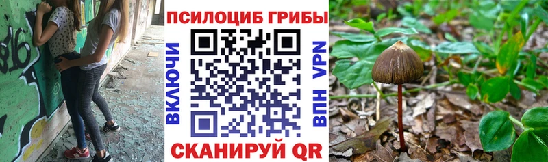 закладки  Зерноград  нарко площадка как зайти  Псилоцибиновые грибы Magic Shrooms 